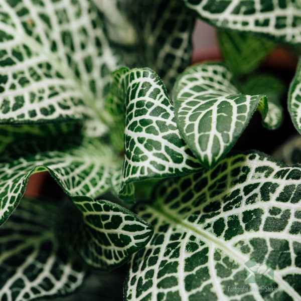 Fittonia Big Green white snow (Mozaïekplantje) kopen