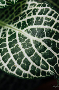 Fittonia Big Green white snow (Mozaïekplantje) kopen