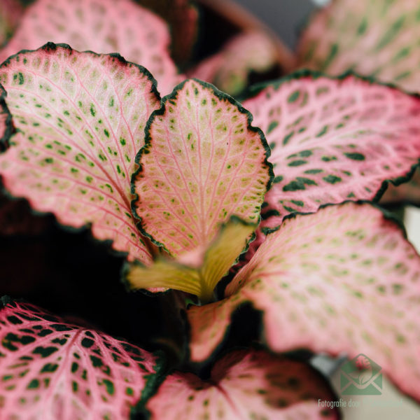 Vidio Fittonia albivenis mavokely Forest Flame Mosaic Plant