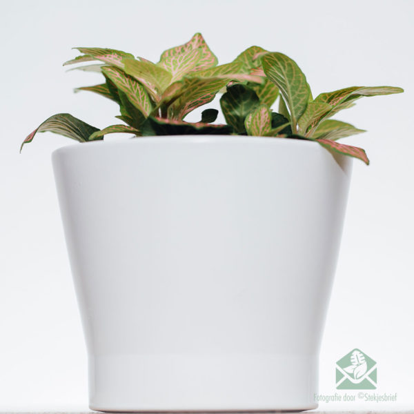 Купете Fittonia verschaffeltii Мозаечно растение зелени розови листа