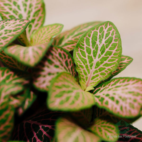 Mésér Fittonia verschaffeltii Mosaic tutuwuhan daun pink héjo