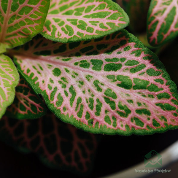 购买 Fittonia verschaffeltii Mosaic 植物绿色粉红色叶子