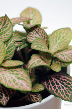 Kúpte si Fittonia verschaffeltii Mosaic plant green pink leaves