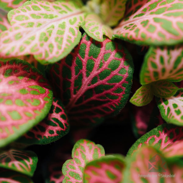 Emptum Fittonia verschaffeltii - Mosaica planta neon viridis rosea folia