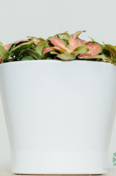 Купити Fittonia verschaffeltii - Мозаїчна рослина неоново-зелене рожеве листя