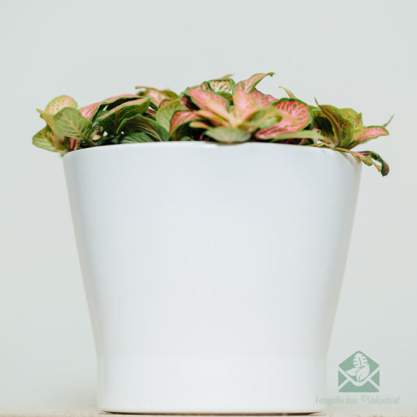 Pirkite Fittonia verschaffeltii – mozaikinio augalo neoninius žalius rožinius lapus