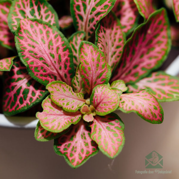 Compra Fittonia verschaffeltii - Planta de mosaic de fulles rosa verd neó