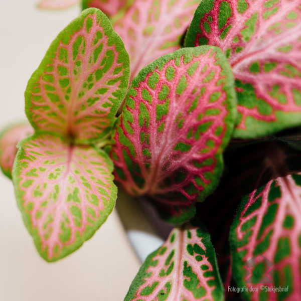 Fittonia verschaffeltii - Mozayik plant lumineuz vèt fèy woz achte