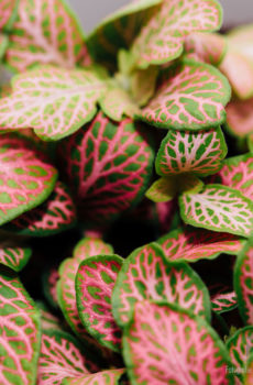 Aĉetu Fittonia verschaffeltii - Mozaika planto neon verdaj rozkoloraj folioj