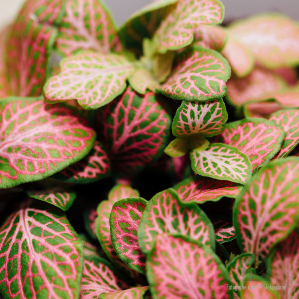 Fittonia verschaffeltii خریدیں - موزیک پلانٹ کے نیون سبز گلابی پتے۔