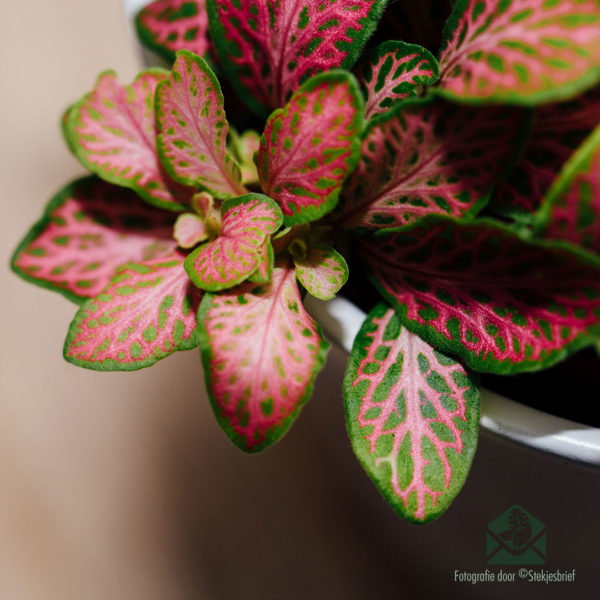 Emptum Fittonia verschaffeltii - Mosaica planta neon viridis rosea folia