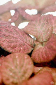 Fittonia verschaaffeltii โมเสกพืช ใบสีชมพูสีชมพู