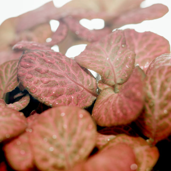 Fittonia verschaffeltii Mosaiikkikasvin vaaleanpunaiset lehdet