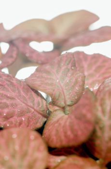 Fittoniaverschaffeltiiモザイク植物ピンクピンクの葉