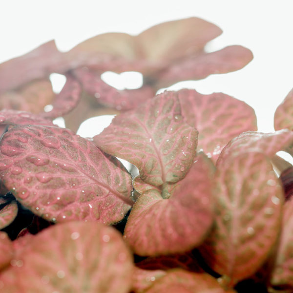 Fittonia verschaffeltii மொசைக் ஆலை இளஞ்சிவப்பு இளஞ்சிவப்பு இலைகள்