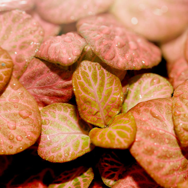 Fittonia verschaffeltii Mosaic tutuwuhan daun pink pink