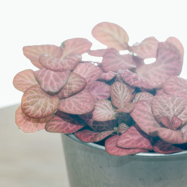 Fittonia verschaffeltii 馬賽克植物粉紅色的粉紅色葉子
