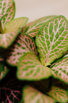 Fittonia verschaffeltii Mozaïekplant groen roze bladeren kopen