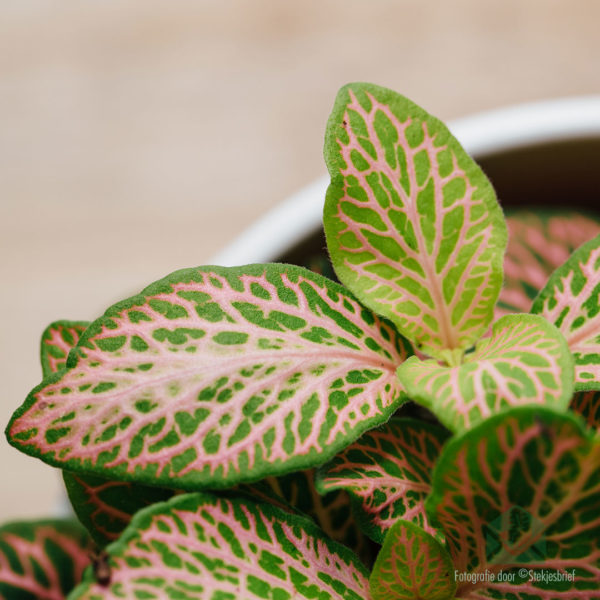 Fittonia verschaffeltii Mozaïekplant groen roze bladeren kopen