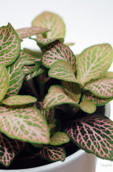 Fittonia verschaffeltii Mozaïekplant groen roze bladeren kopen