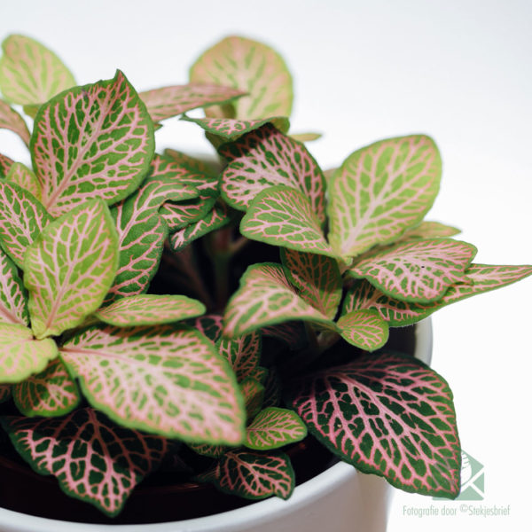 Fittonia verschaffeltii Mozaïekplant groen roze bladeren kopen