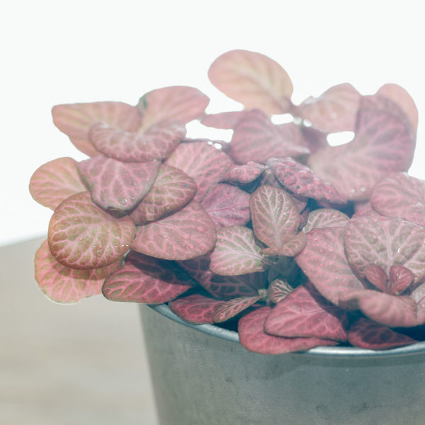 Fittonia verschaffeltii Mozaïekplant pink roze bladeren