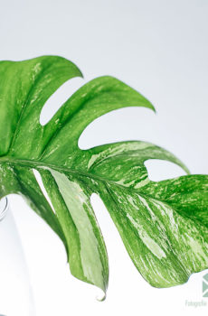 monstera albo borsigiana variegata kopen