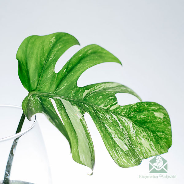 buy monstera albo borsigiana variegata