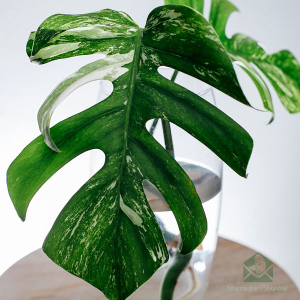 köp monstera albo borsigiana variegata