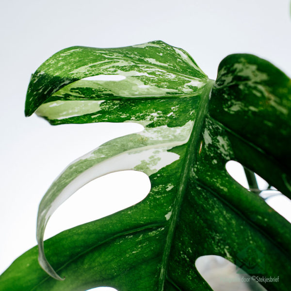 monstera albo borsigiana variegata මිලදී ගන්න