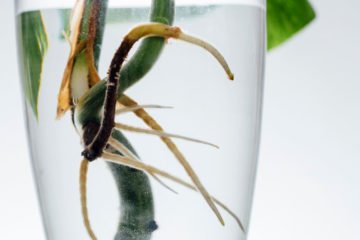 emptum monstera albo borsigiana variegata