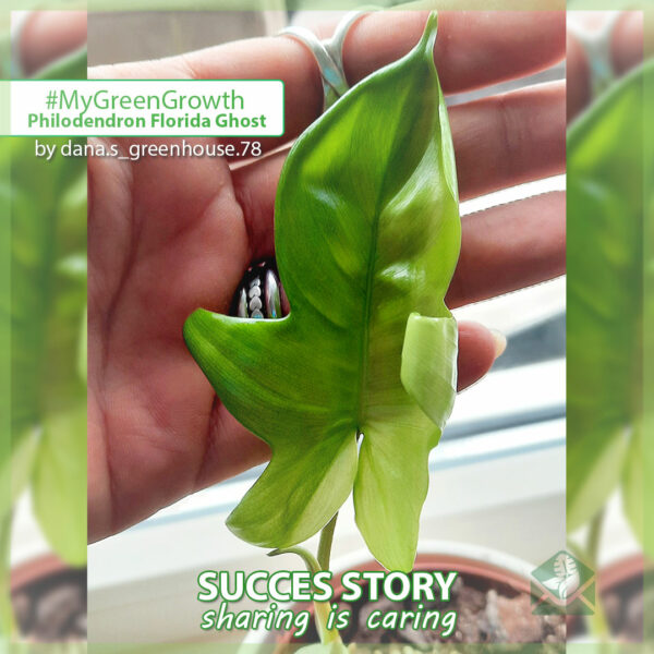 Philodendron Florida Ghost kopen en verzorgen