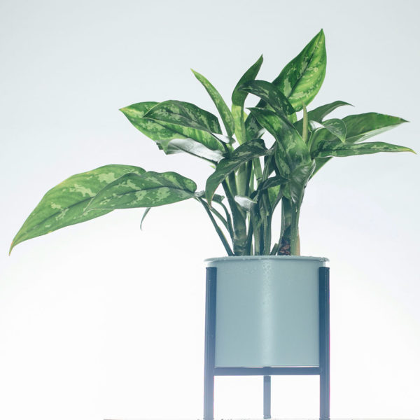 Aglaonema Silver Queen kopen en verzorgen
