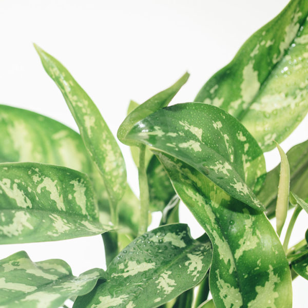 قم بشراء ورعاية Aglaonema Silver Queen