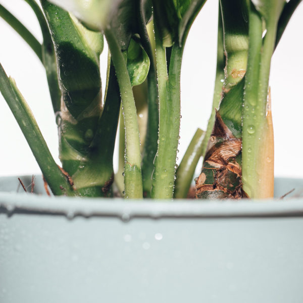 Купете и се грижите за Aglaonema Silver Queen