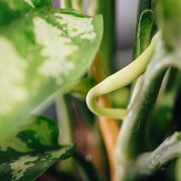 Купете и се грижите за Aglaonema Silver Queen