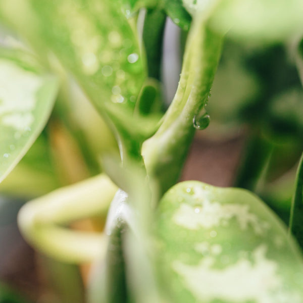 Купете и се грижите за Aglaonema Silver Queen