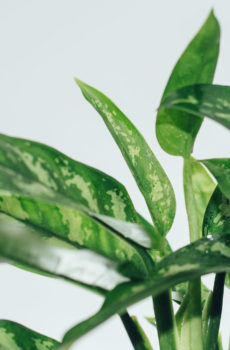 Mua và chăm sóc Nữ hoàng bạc Aglaonema