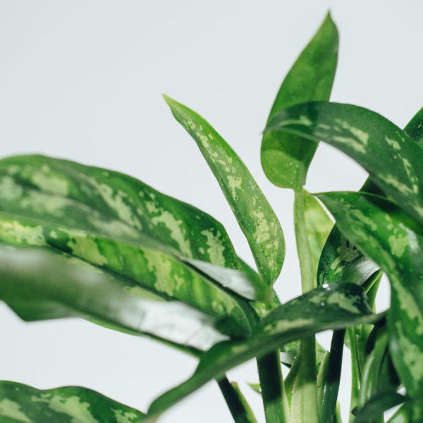 Aglaonema سلور کوئین خریدیں اور اس کی دیکھ بھال کریں۔