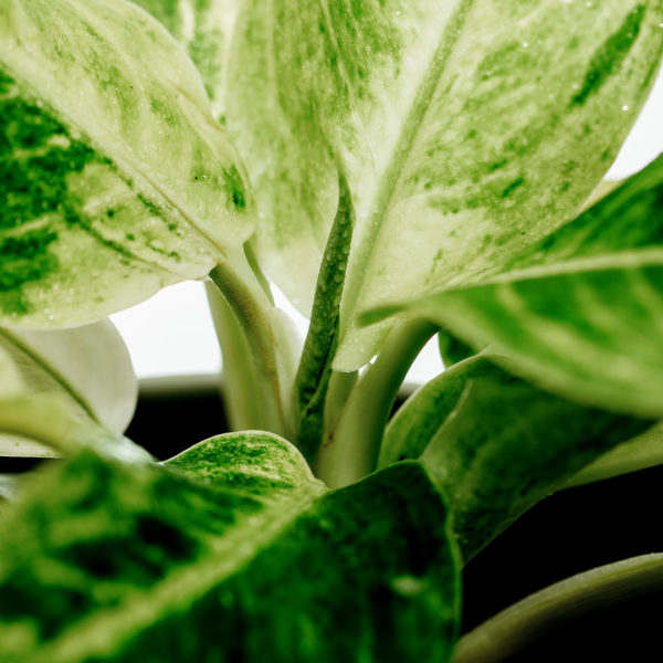 Kafen Aglaonema Snow Queen