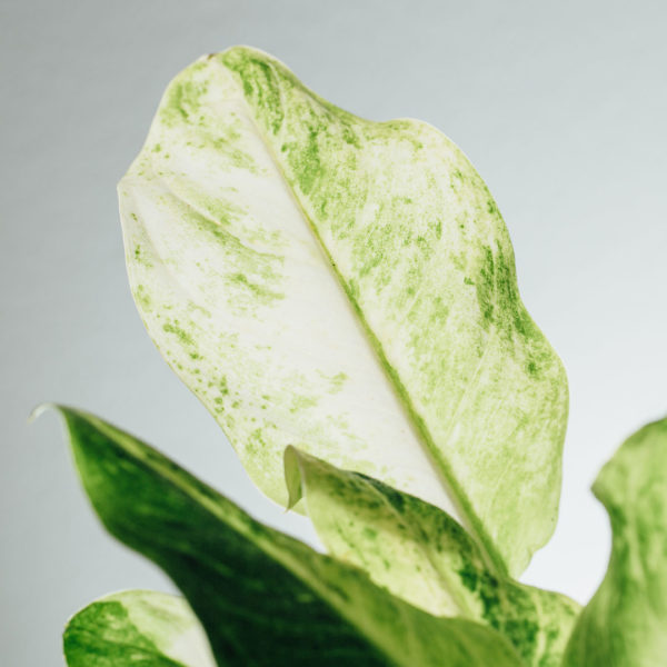 Keapje Aglaonema Snow Queen