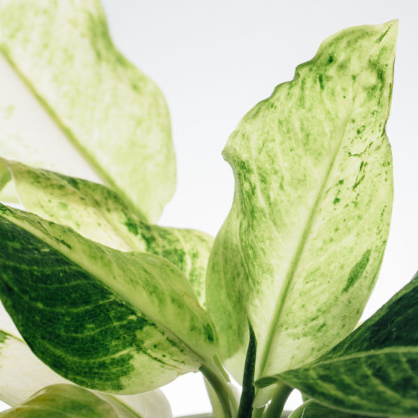 Köp Aglaonema Snow Queen