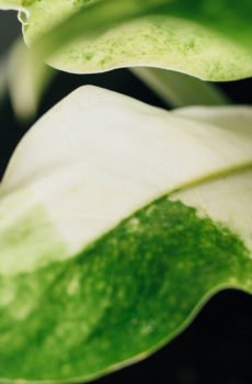 Achte Aglaonema Snow Queen