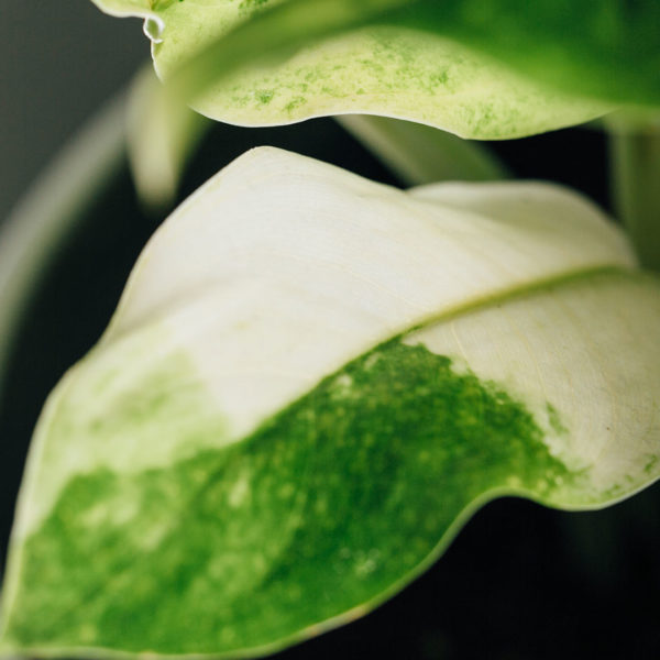 Blini Aglaonema Snow Queen