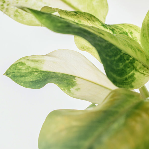 Keapje Aglaonema Snow Queen