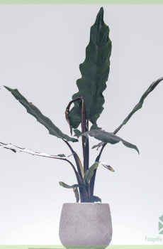 Alocasia Lauterbachiana . को खरीदना और उसकी देखभाल करना