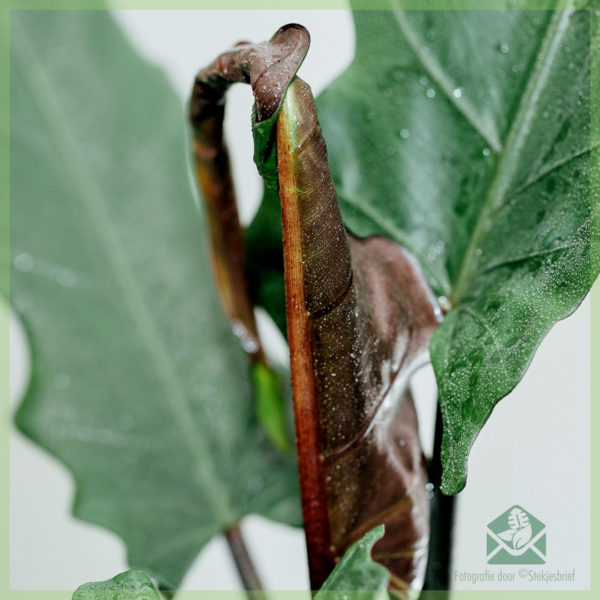 Te hoko me te tiaki i a Alocasia Lauterbachiana