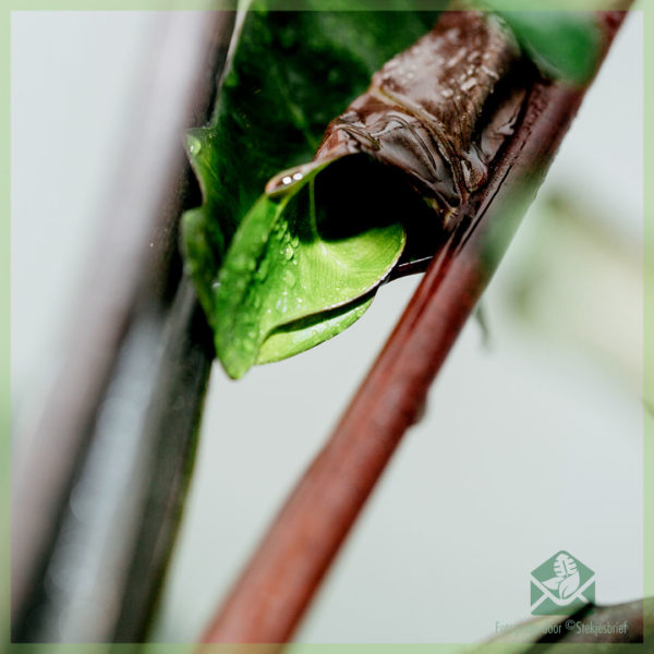 Te hoko me te tiaki i a Alocasia Lauterbachiana