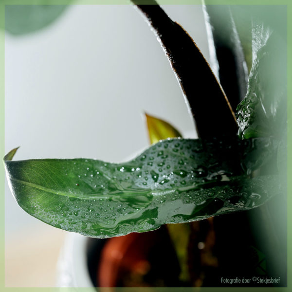 Alocasia Lauterbachiana kopen en verzorgen