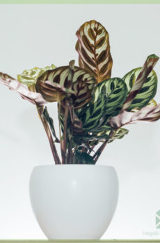 Achte ak pran swen Calathea Makoyana pot 11